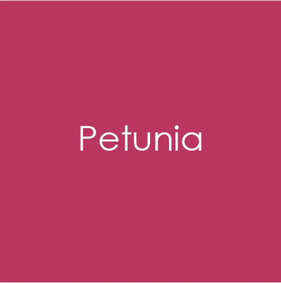 CARD STOCK 8.5 X 11- Petunia- Heavy Weight